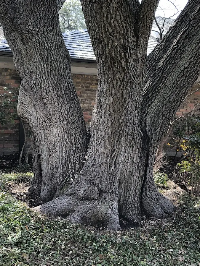 Mature heritage tree close to a Oil City property cared for by certified arborists